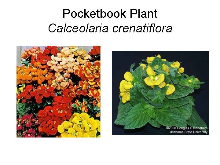 Pocketbook Plant Calceolaria crenatiflora 