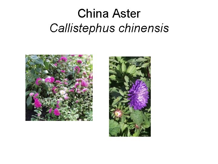 China Aster Callistephus chinensis 