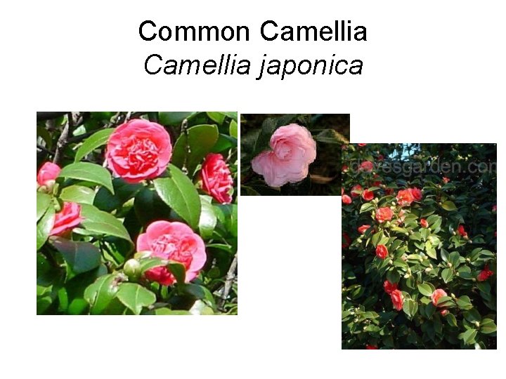 Common Camellia japonica 