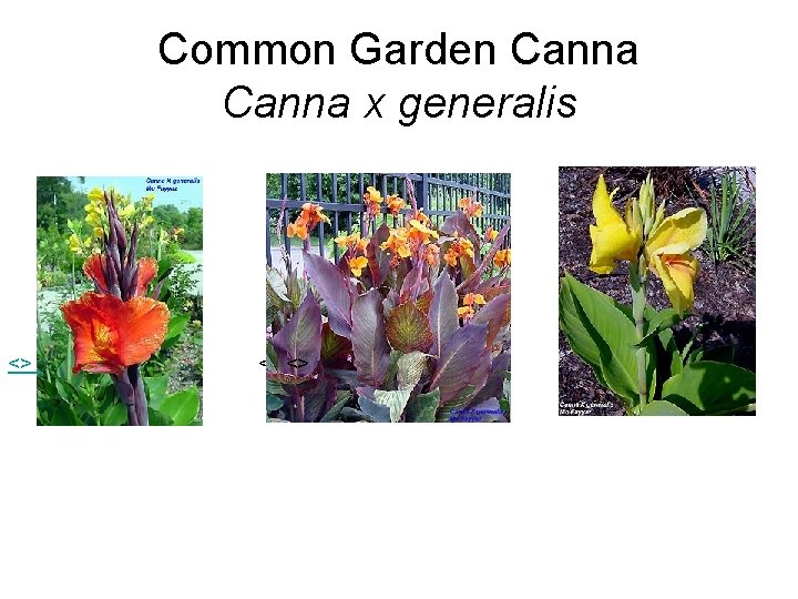 Common Garden Canna x generalis <> <> 