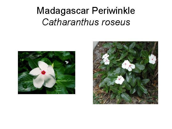 Madagascar Periwinkle Catharanthus roseus 