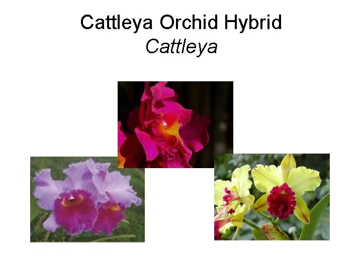 Cattleya Orchid Hybrid Cattleya 