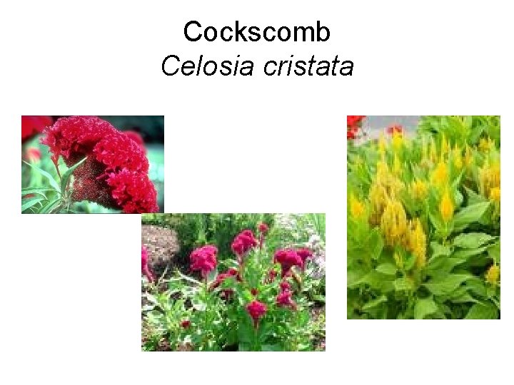 Cockscomb Celosia cristata 