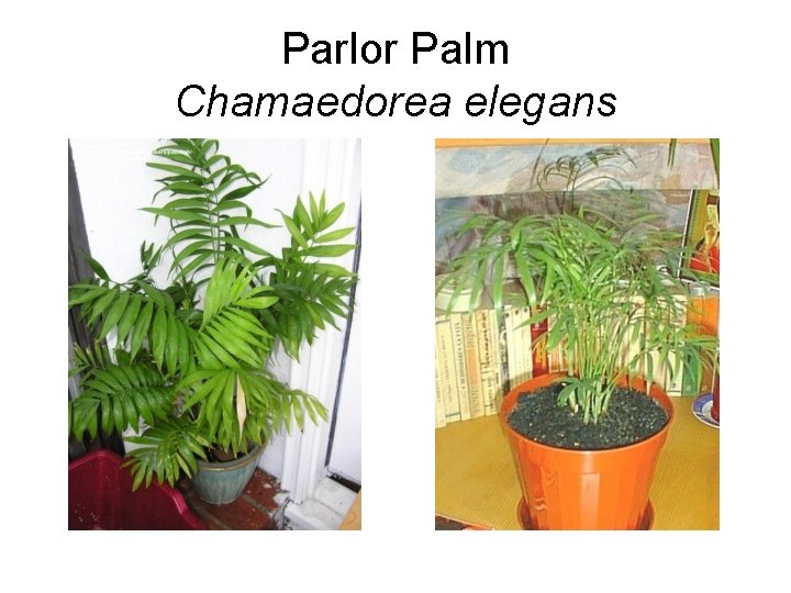 Parlor Palm Chamaedorea elegans 
