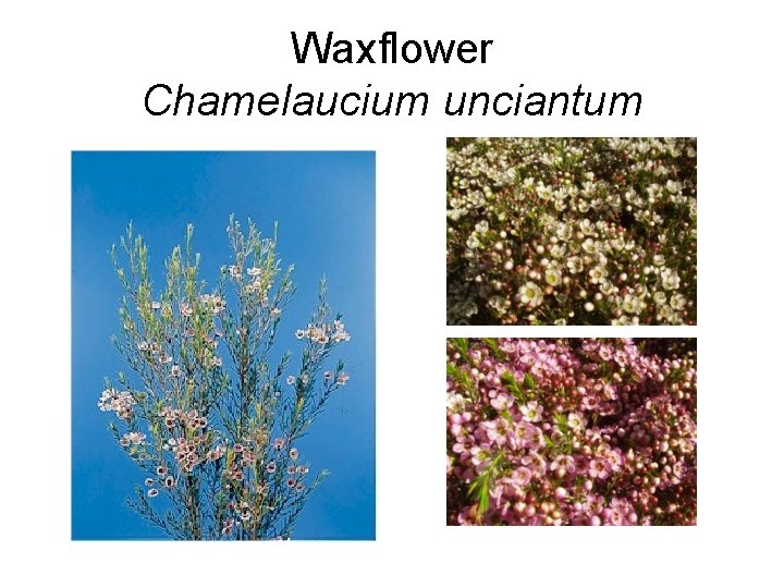 Waxflower Chamelaucium unciantum 
