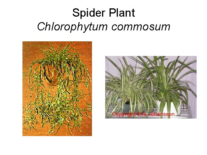 Spider Plant Chlorophytum commosum 