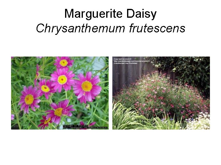 Marguerite Daisy Chrysanthemum frutescens 