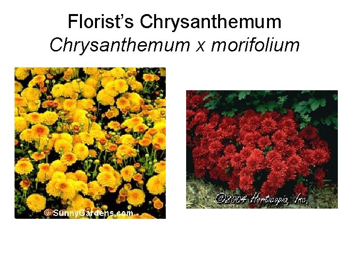 Florist’s Chrysanthemum x morifolium 