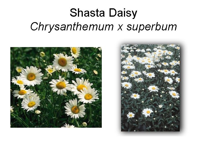 Shasta Daisy Chrysanthemum x superbum 