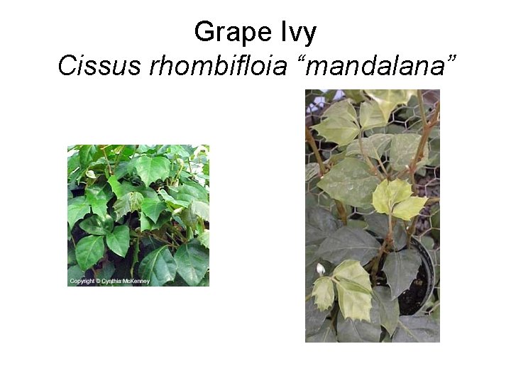 Grape Ivy Cissus rhombifloia “mandalana” 