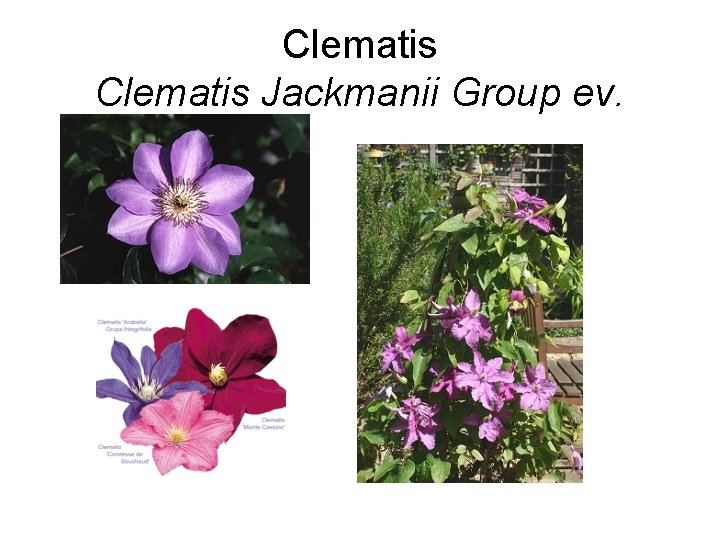 Clematis Jackmanii Group ev. 