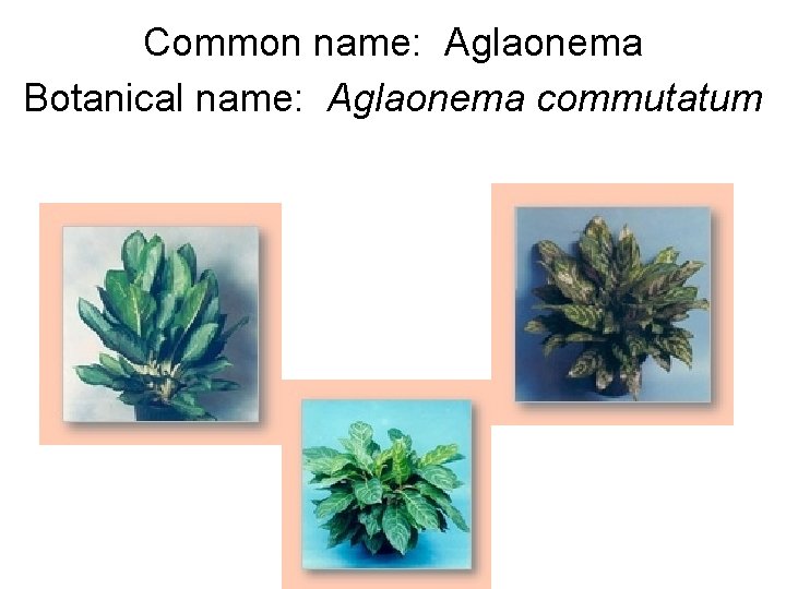 Common name: Aglaonema Botanical name: Aglaonema commutatum 