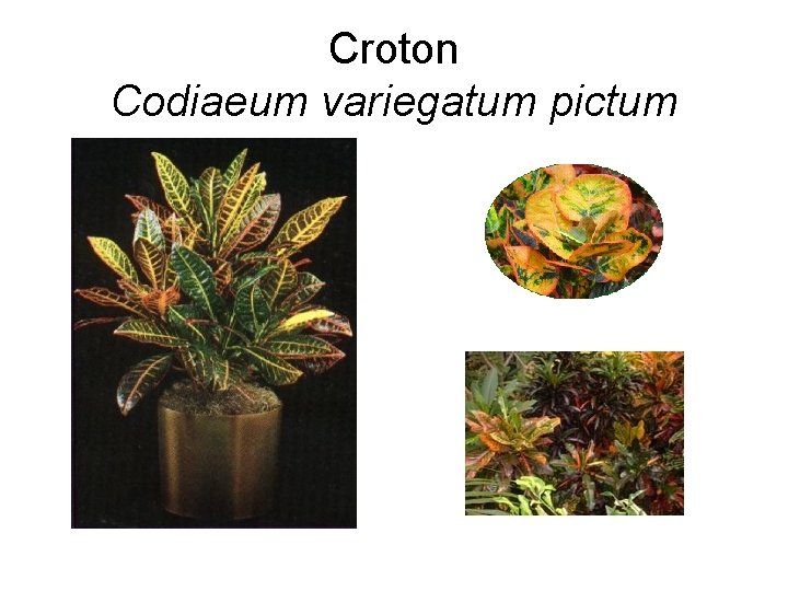Croton Codiaeum variegatum pictum 