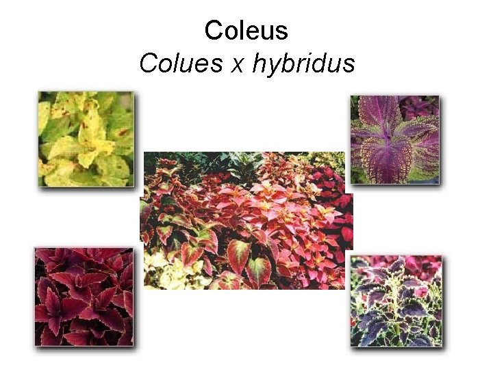 Coleus Colues x hybridus 