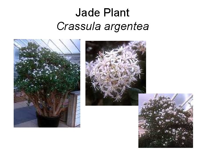 Jade Plant Crassula argentea 