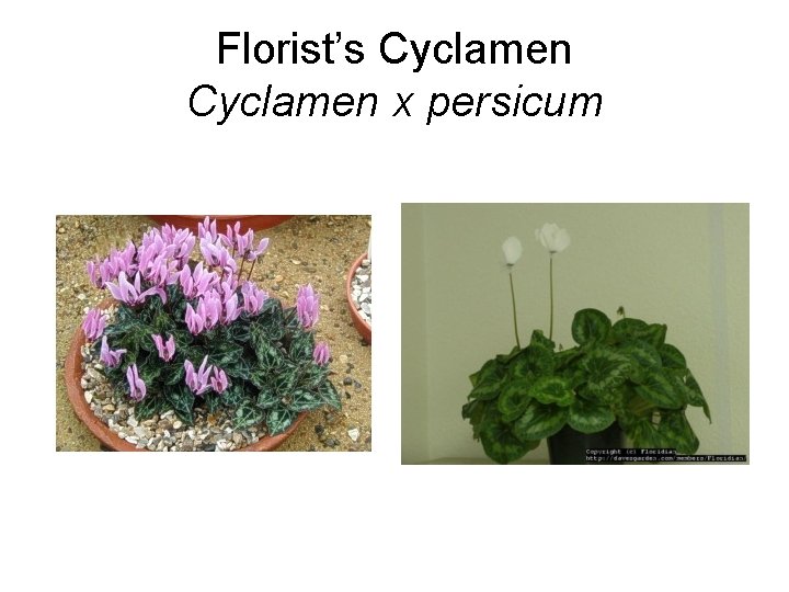 Florist’s Cyclamen x persicum 