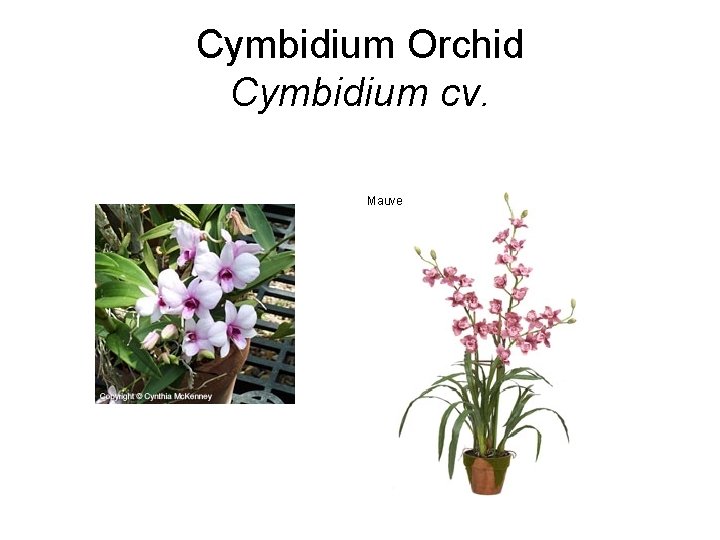 Cymbidium Orchid Cymbidium cv. 