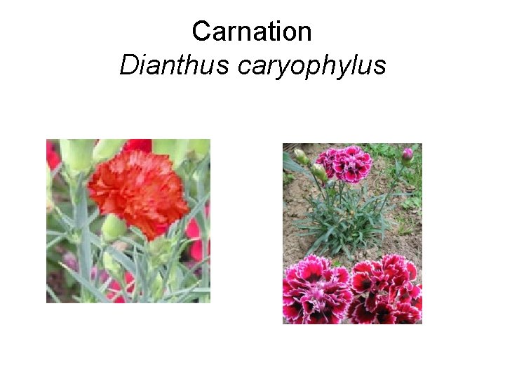 Carnation Dianthus caryophylus 