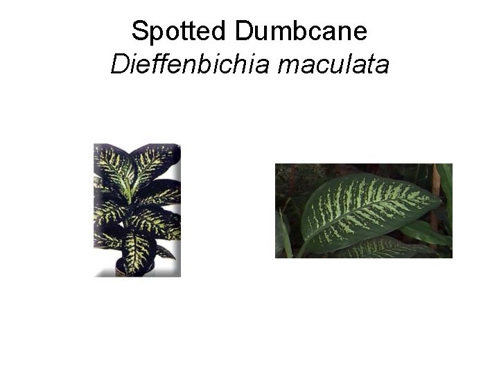 Spotted Dumbcane Dieffenbichia maculata 