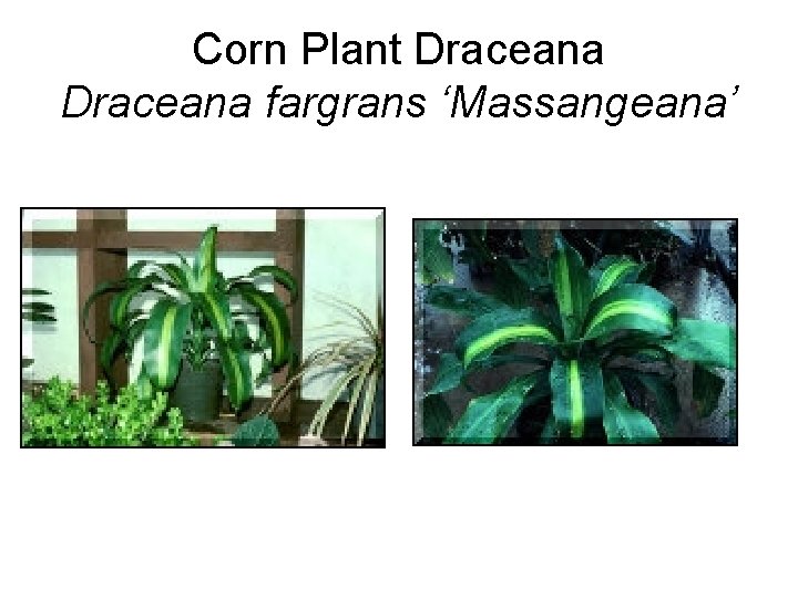 Corn Plant Draceana fargrans ‘Massangeana’ 