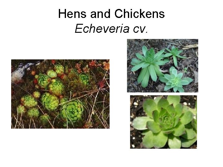 Hens and Chickens Echeveria cv. 