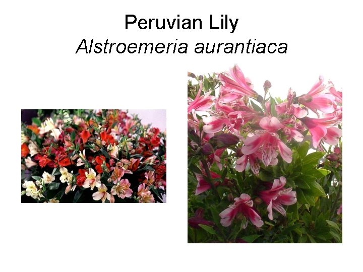 Peruvian Lily Alstroemeria aurantiaca 