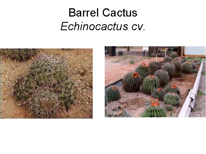 Barrel Cactus Echinocactus cv. 