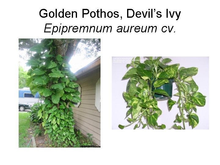 Golden Pothos, Devil’s Ivy Epipremnum aureum cv. 