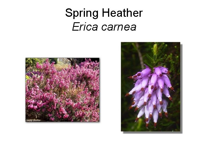 Spring Heather Erica carnea 