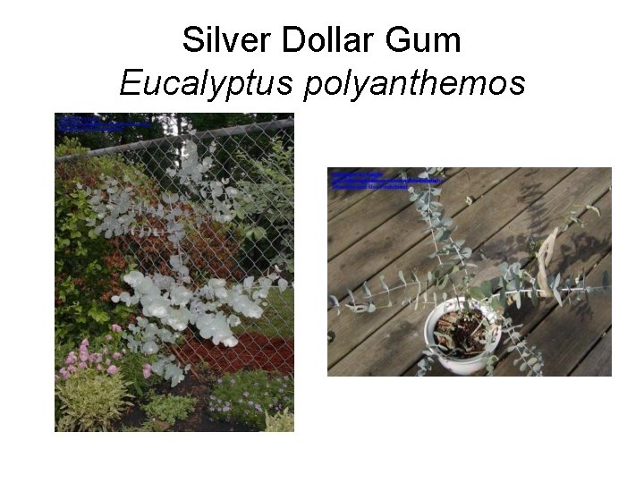 Silver Dollar Gum Eucalyptus polyanthemos 