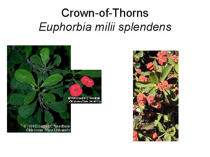 Crown-of-Thorns Euphorbia milii splendens 
