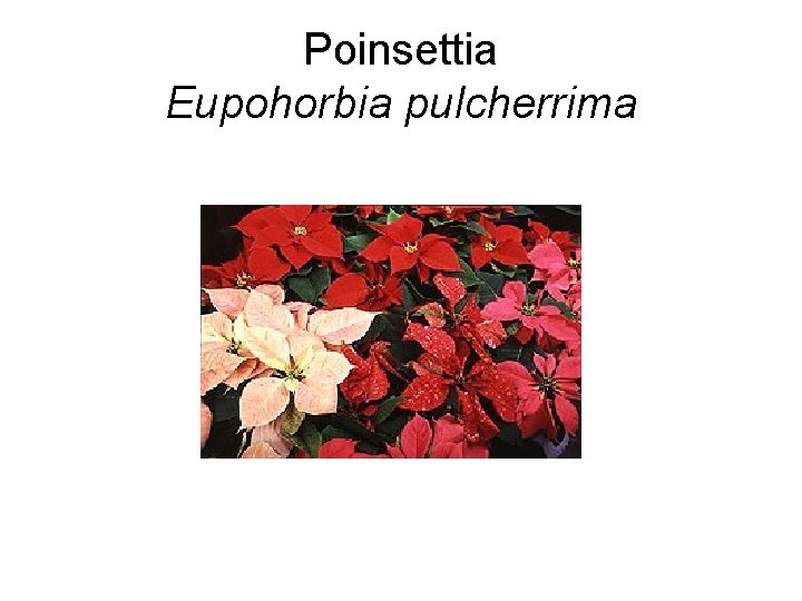 Poinsettia Eupohorbia pulcherrima 