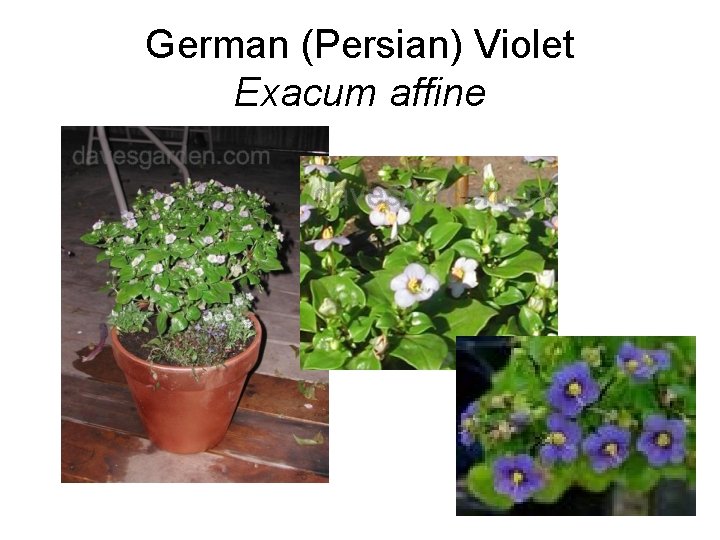 German (Persian) Violet Exacum affine 