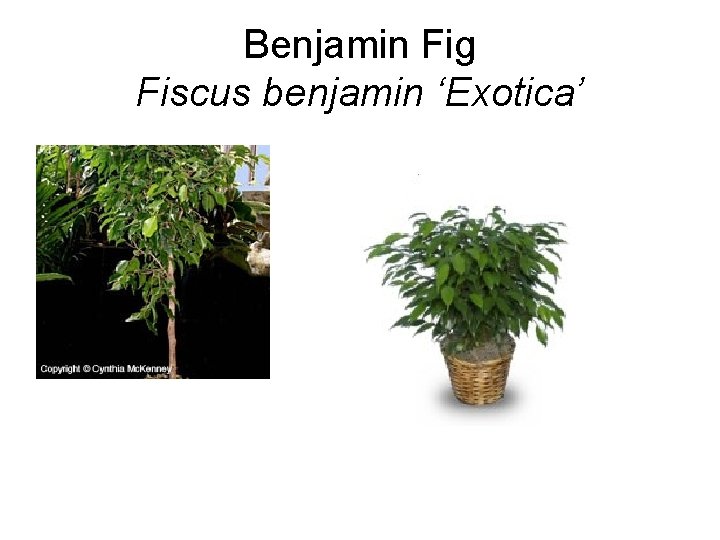 Benjamin Fig Fiscus benjamin ‘Exotica’ 