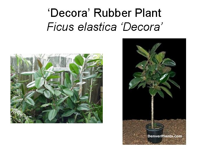 ‘Decora’ Rubber Plant Ficus elastica ‘Decora’ 