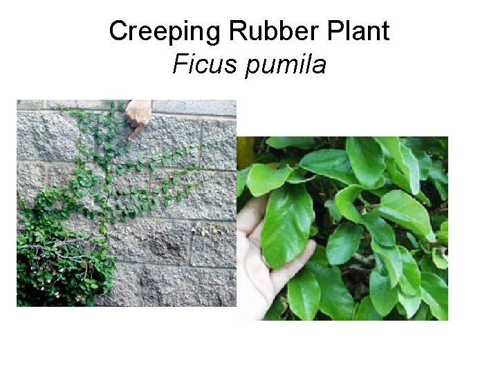 Creeping Rubber Plant Ficus pumila 