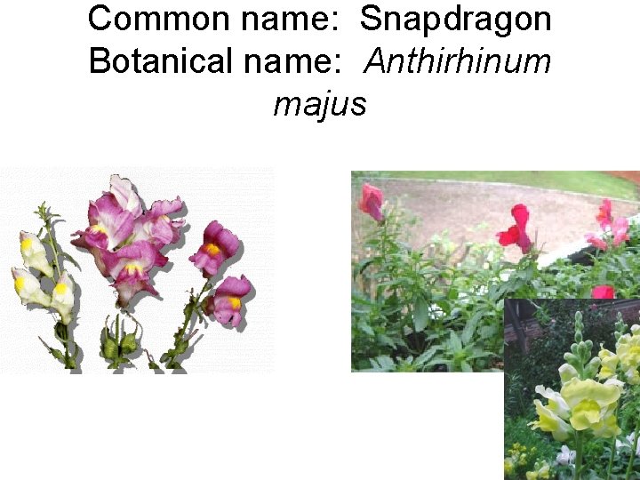 Common name: Snapdragon Botanical name: Anthirhinum majus 