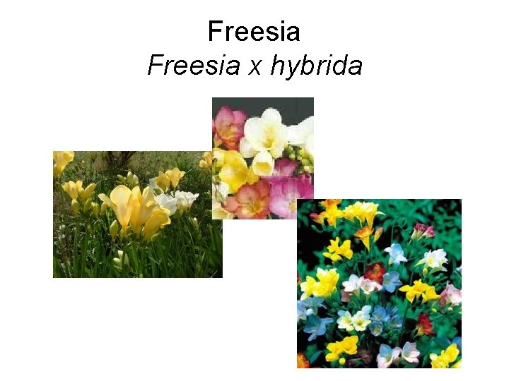 Freesia x hybrida 