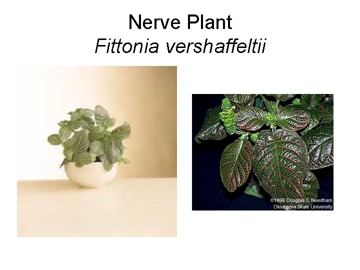 Nerve Plant Fittonia vershaffeltii 