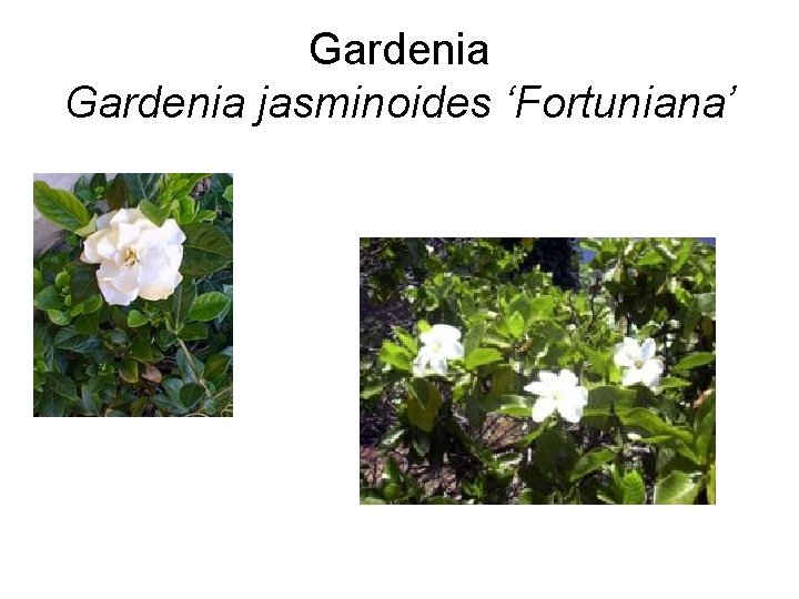 Gardenia jasminoides ‘Fortuniana’ 