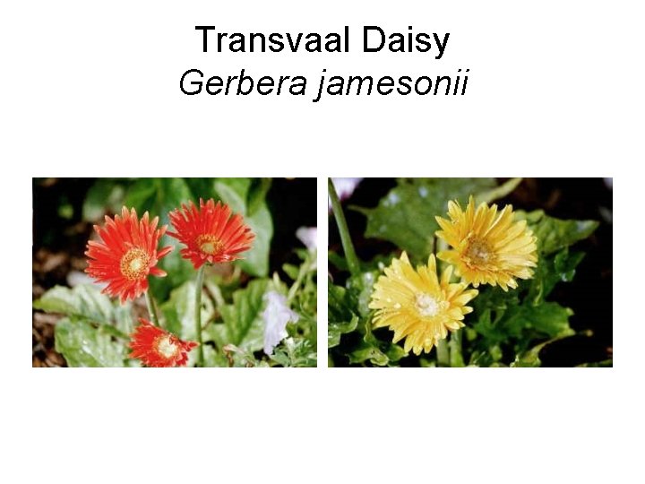 Transvaal Daisy Gerbera jamesonii 