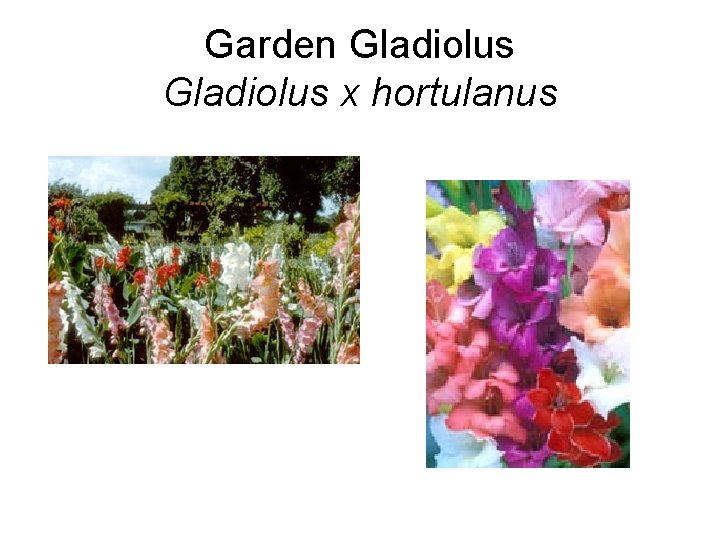 Garden Gladiolus x hortulanus 