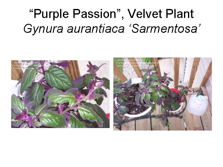 “Purple Passion”, Velvet Plant Gynura aurantiaca ‘Sarmentosa’ 