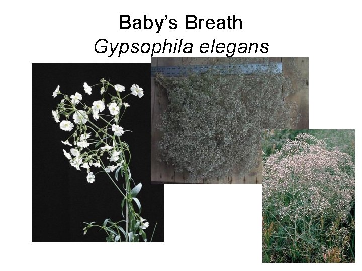 Baby’s Breath Gypsophila elegans 