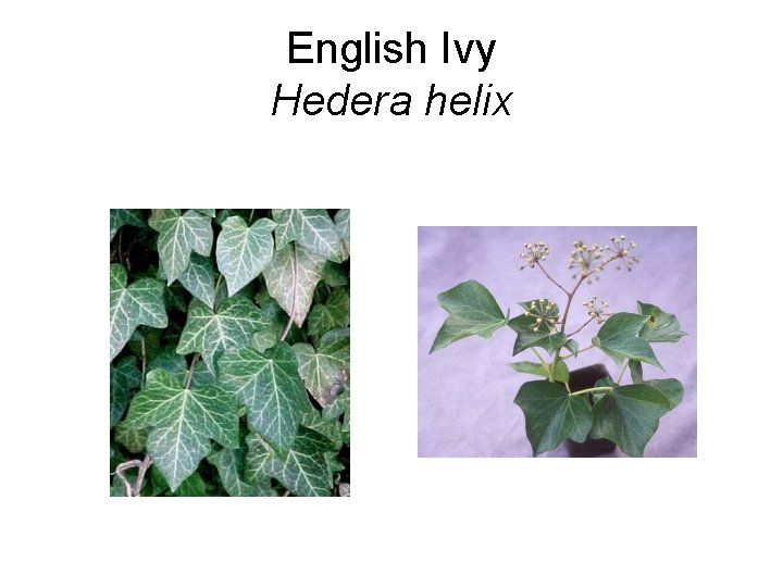 English Ivy Hedera helix 
