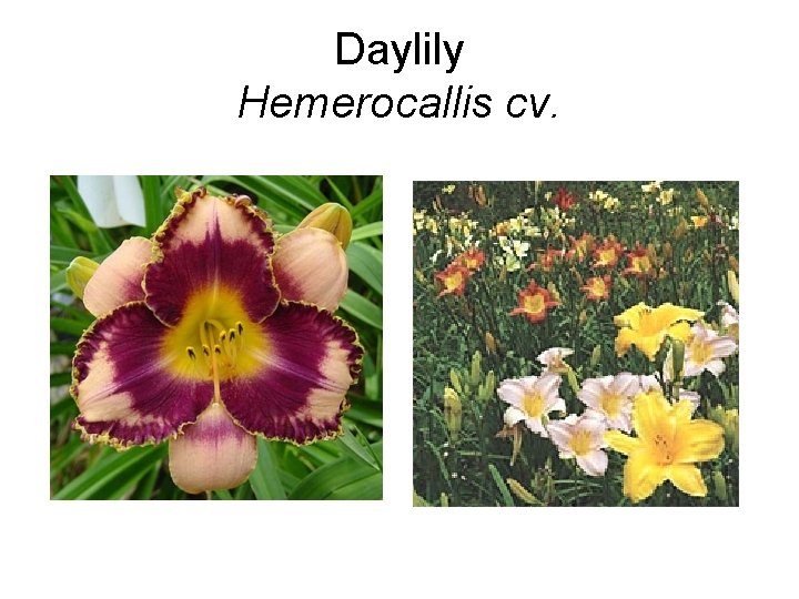 Daylily Hemerocallis cv. 