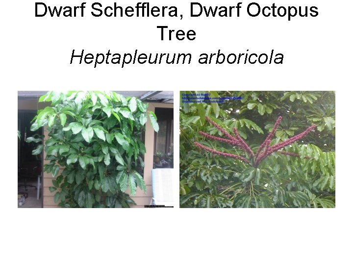Dwarf Schefflera, Dwarf Octopus Tree Heptapleurum arboricola 