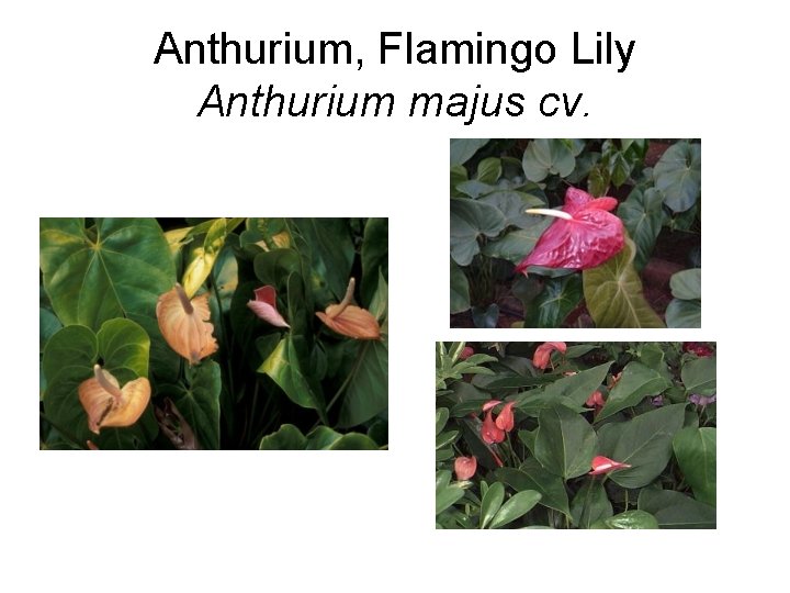 Anthurium, Flamingo Lily Anthurium majus cv. 