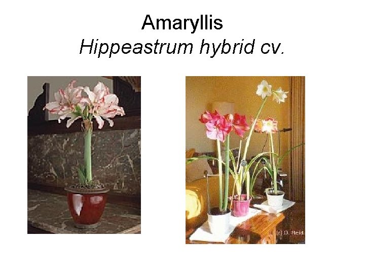 Amaryllis Hippeastrum hybrid cv. 