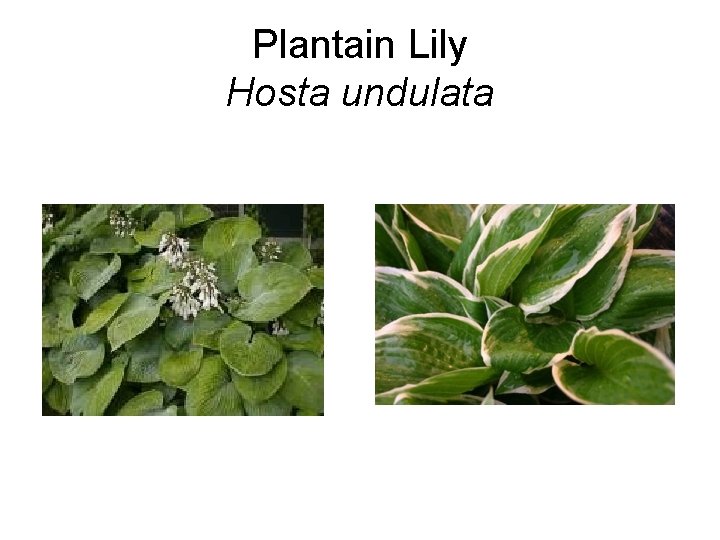 Plantain Lily Hosta undulata 